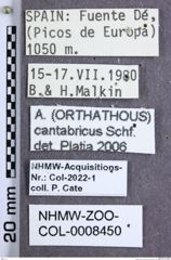 Etiketten zu Athous cantabricus (Schaufuss, 1861) (NHMW-ZOO-COL-0008450)
